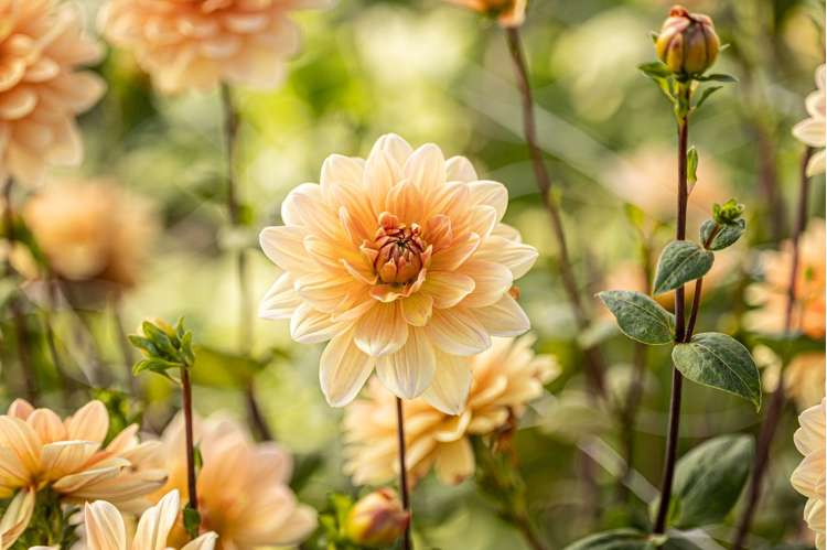 Dahlia 'Apricot Desire'